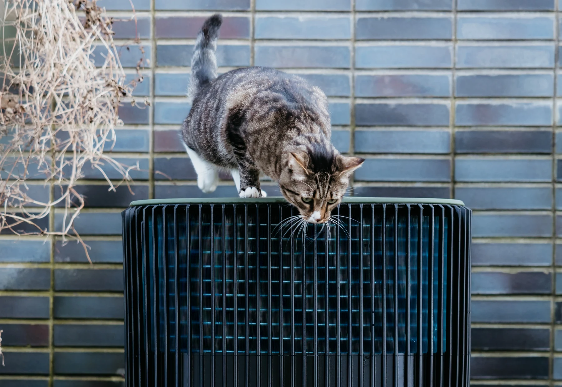 Een poes zit boven op de Whspr buitenunit